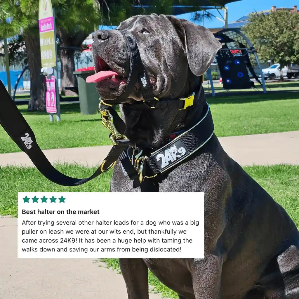 Dog Head Halter for Guided Leash Training and Walks, Including a Safety Clip That Attaches to a Collar