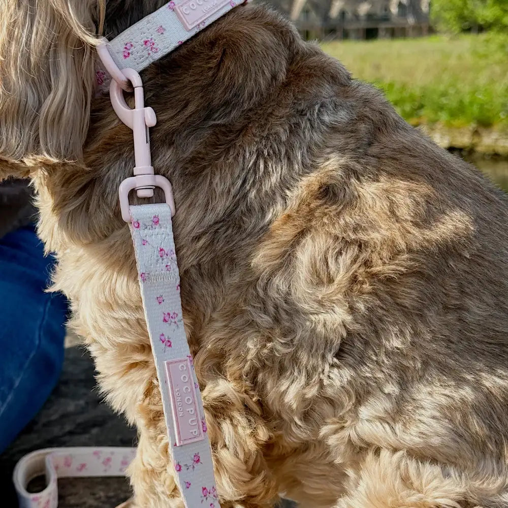 Dog Lead in Butter Yellow Rose Print