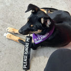 Dog Leash Wrap with Matching Text on Both Sides, Handmade to Fit Leads up to 25mm Wide for Daily Walks