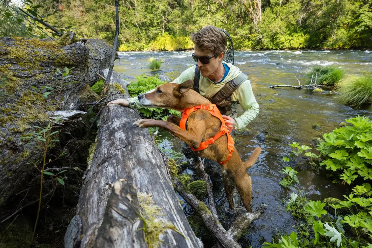 Dog Lift Harness with Three-Strap Escape-Resistant Fit, Neck Buckle and Breathable Foam Back Panel