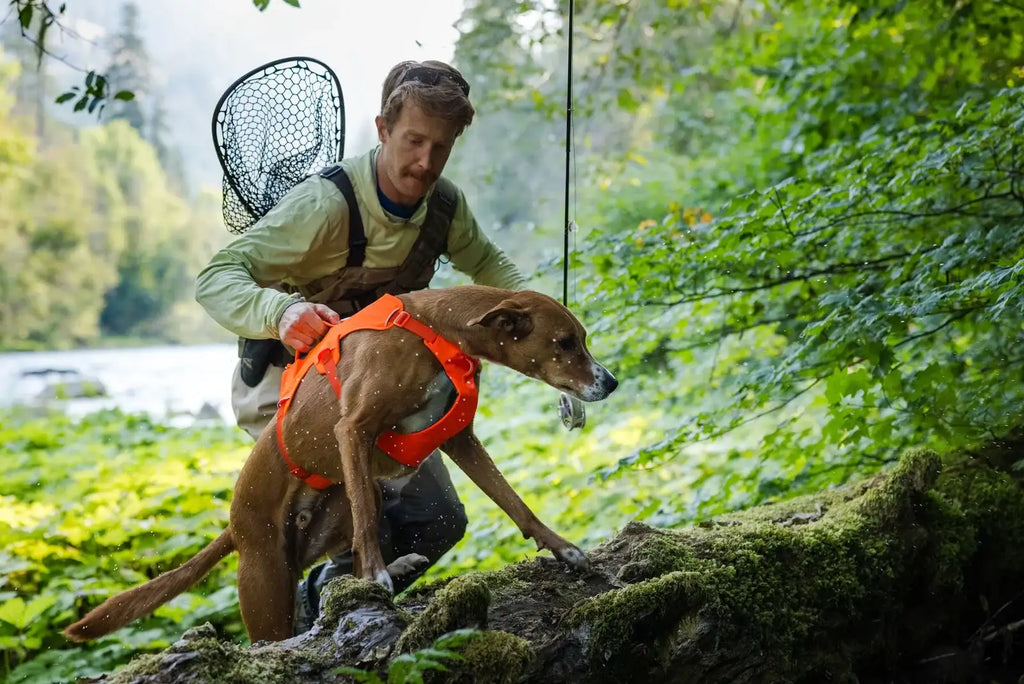 Dog Lift Harness with Three-Strap Escape-Resistant Fit, Neck Buckle and Breathable Foam Back Panel