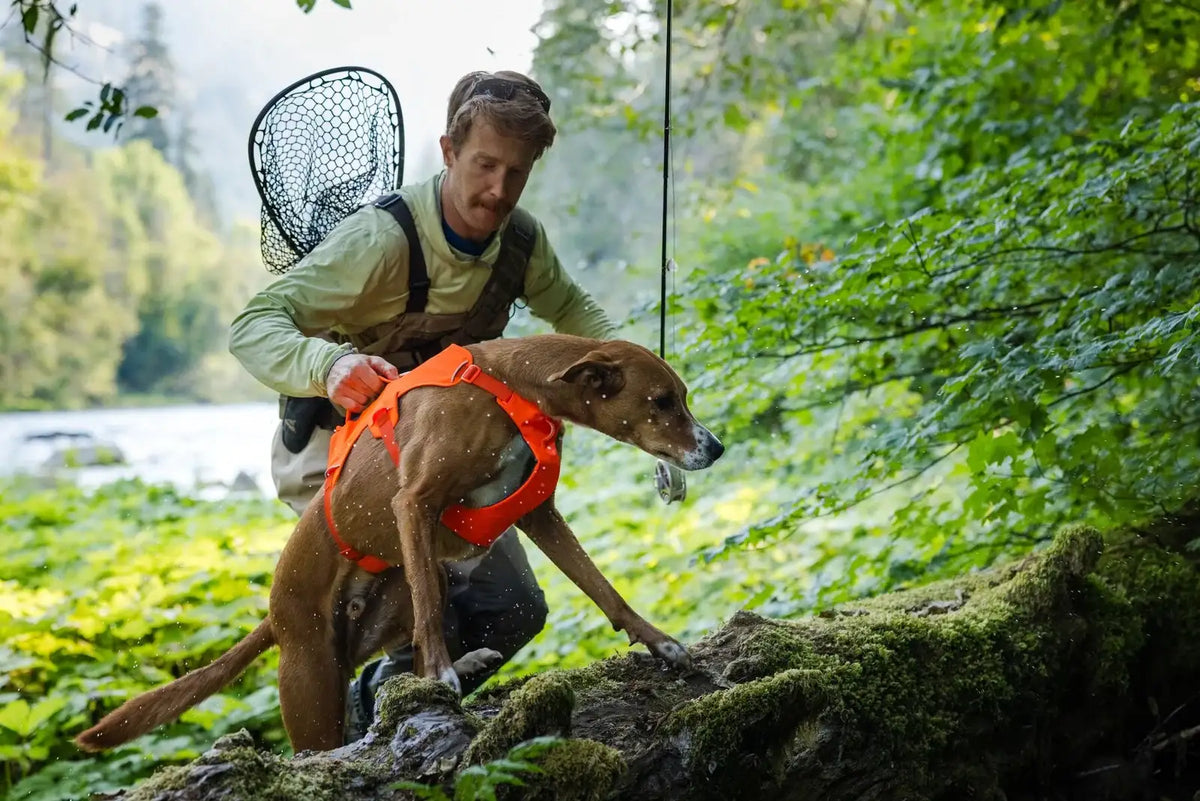 Dog Lift Harness with Three-Strap Escape-Resistant Fit, Neck Buckle and Breathable Foam Back Panel