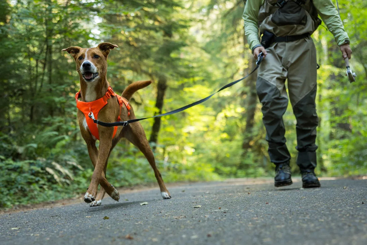 Dog Lift Harness with Three-Strap Escape-Resistant Fit, Neck Buckle and Breathable Foam Back Panel