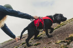 Dog Lift Harness with Three-Strap Escape-Resistant Fit, Neck Buckle and Breathable Foam Back Panel