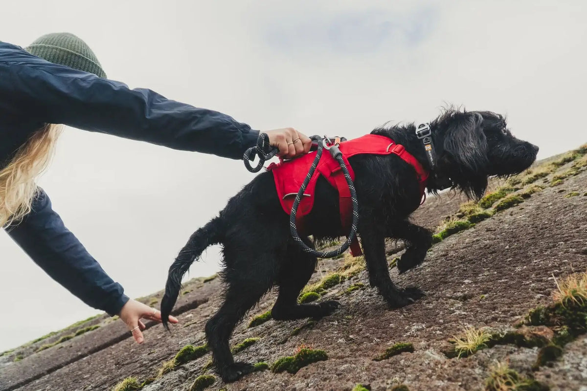 Dog Lift Harness with Three-Strap Escape-Resistant Fit, Neck Buckle and Breathable Foam Back Panel