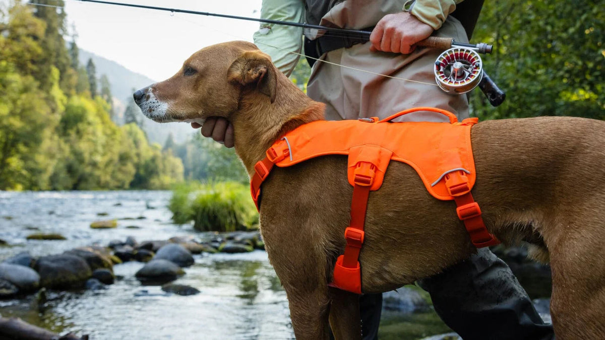 Dog Lift Harness with Three-Strap Escape-Resistant Fit, Neck Buckle and Breathable Foam Back Panel