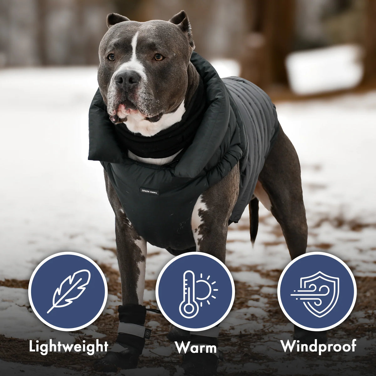 Dog Puffer Winter Jacket in Black