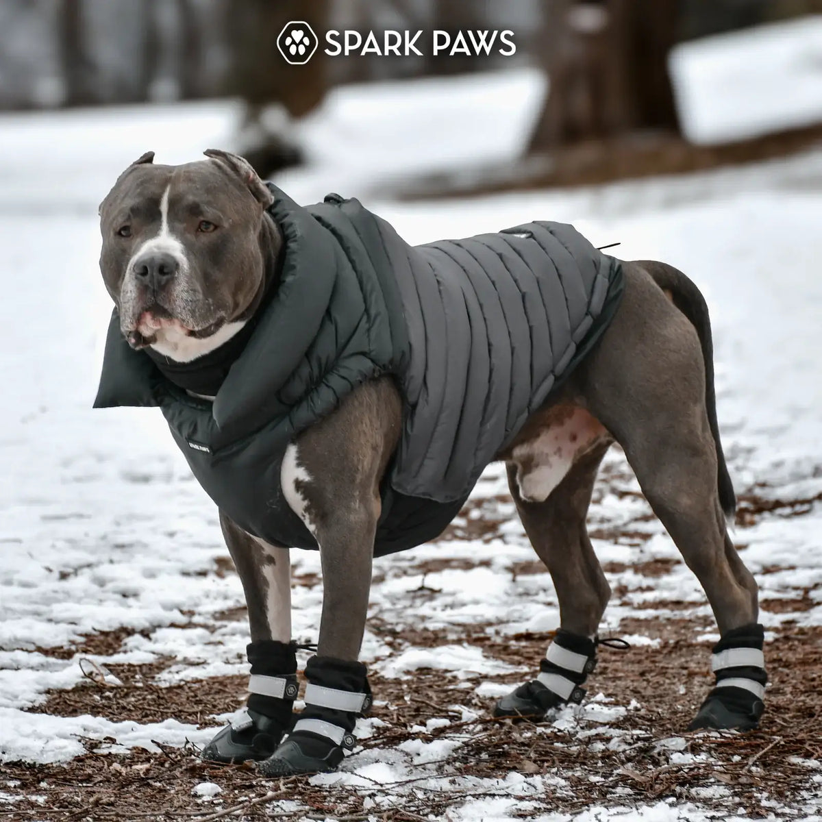 Dog Puffer Winter Jacket in Black