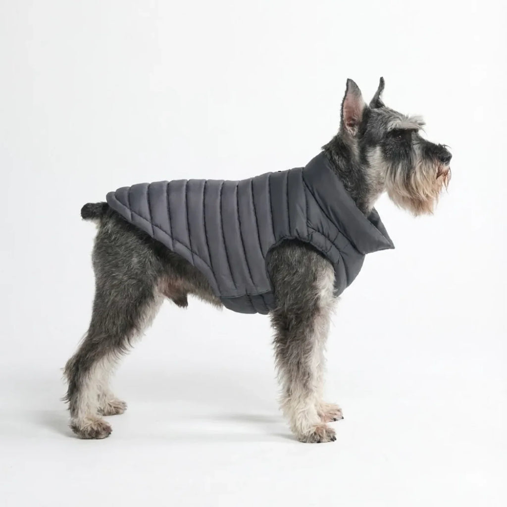 Dog Puffer Winter Jacket in Black