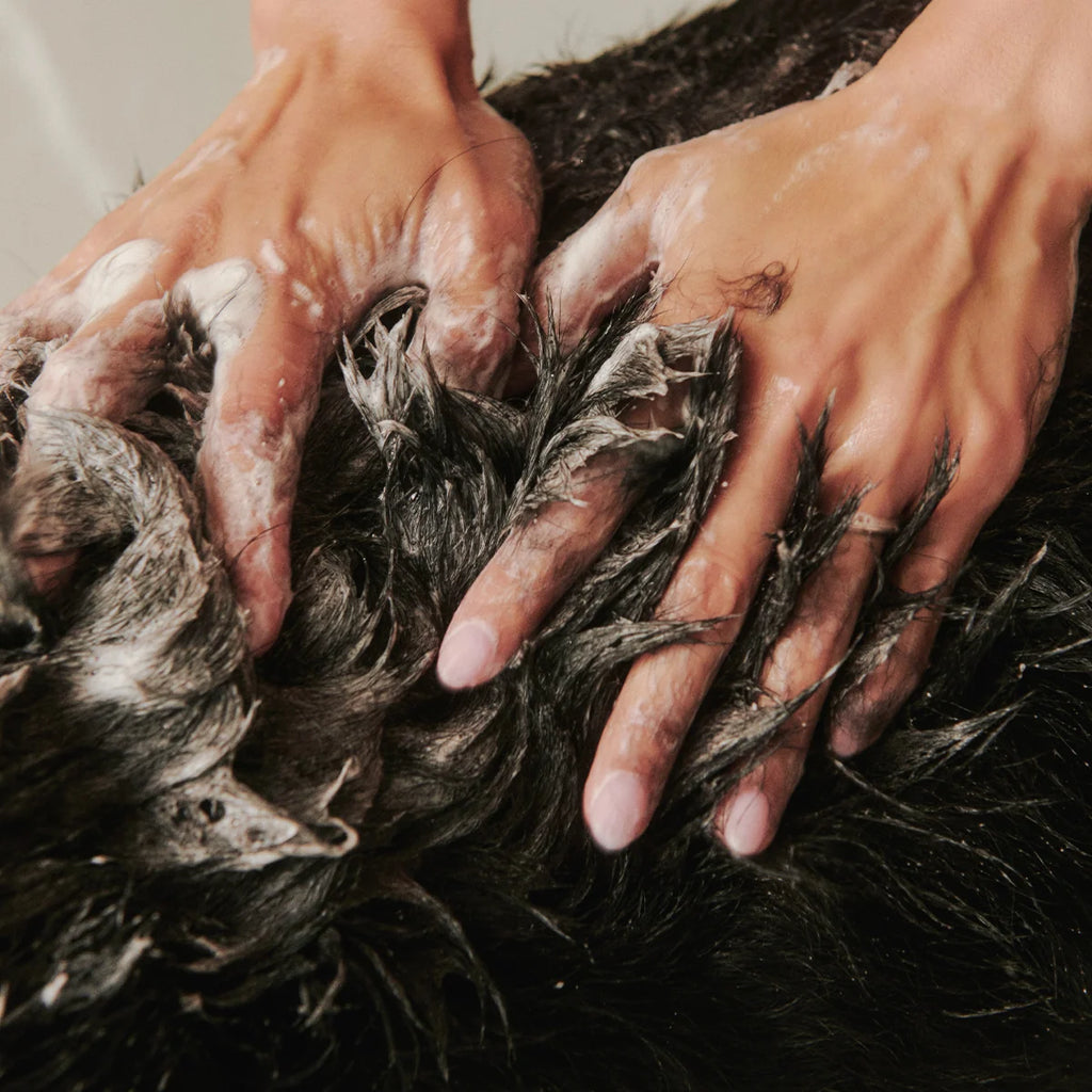 Dog Shampoo and Conditioner Mini Bath Set, Two 60mL Bottles