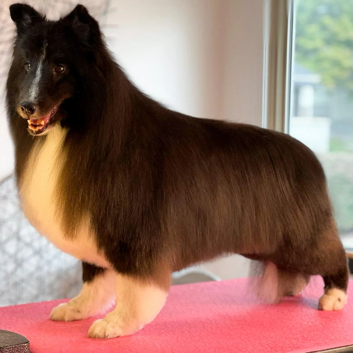 Dog Shampoo
