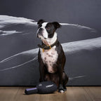 Dog Squeak Toy Paddle for Chewing, Tugging and Fetching with Pickleball-Inspired Novelty Design