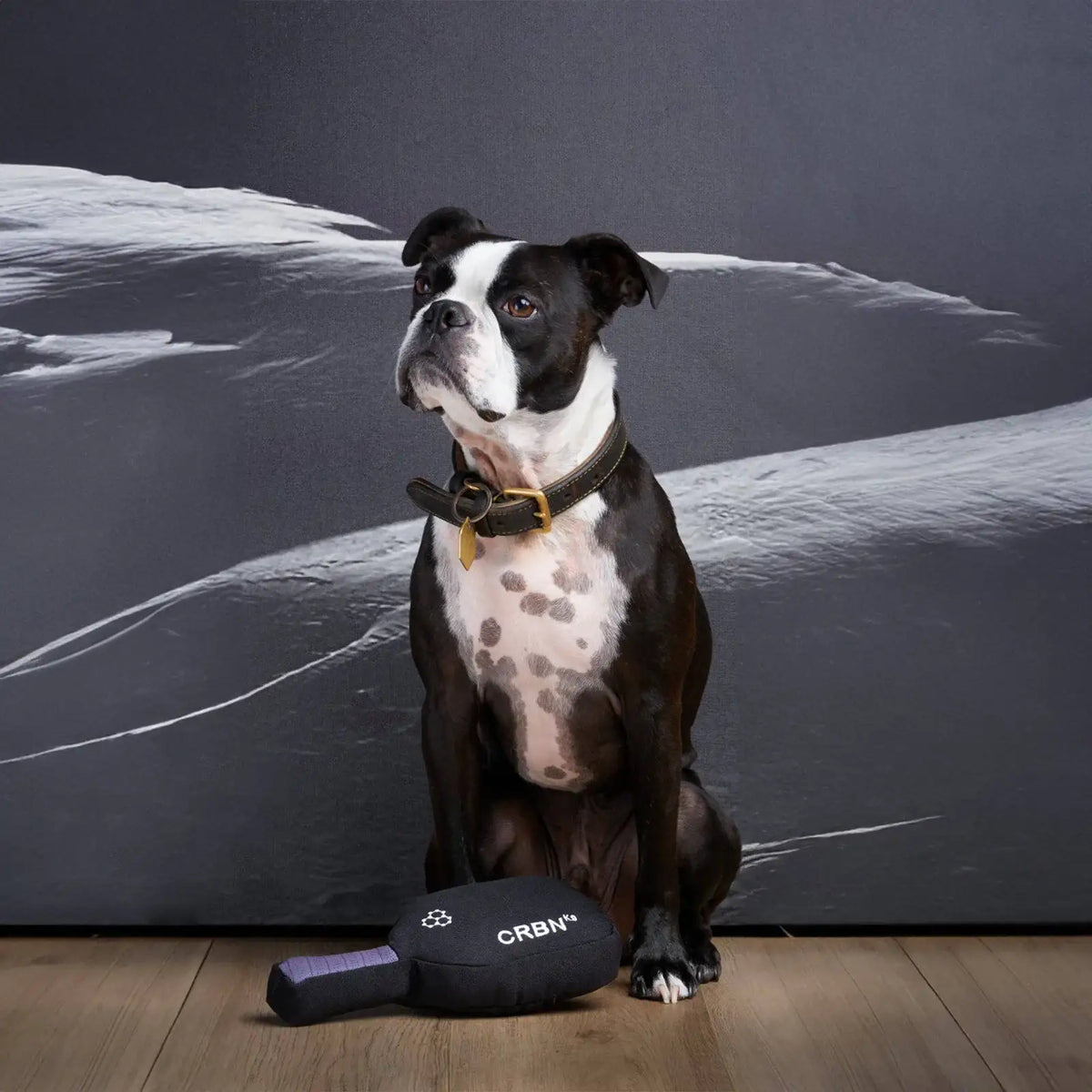 Dog Squeak Toy Paddle for Chewing, Tugging and Fetching with Pickleball-Inspired Novelty Design