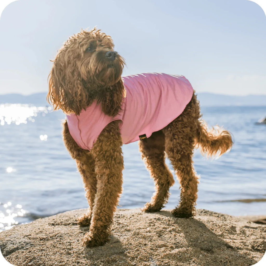Dog Sun Protection Shirt with UPF 50+ Coverage, Lightweight Breathable Cooling Design for Outdoor Wear