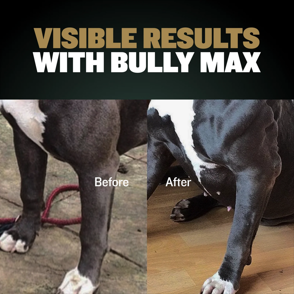 Dog Supplement Powder