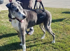 Dog Support Sling with Padded Belly Lift, Built-In Lead and Extendable Handles for Assisted Walking