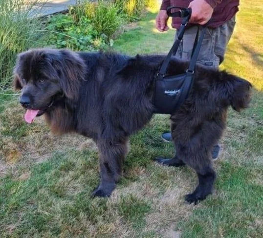 Dog Support Sling with Padded Belly Lift, Built-In Lead and Extendable Handles for Assisted Walking