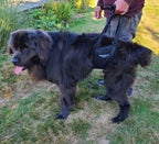 Dog Support Sling with Padded Belly Lift, Built-In Lead and Extendable Handles for Assisted Walking