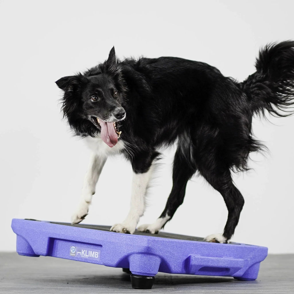 Dog Training Platform