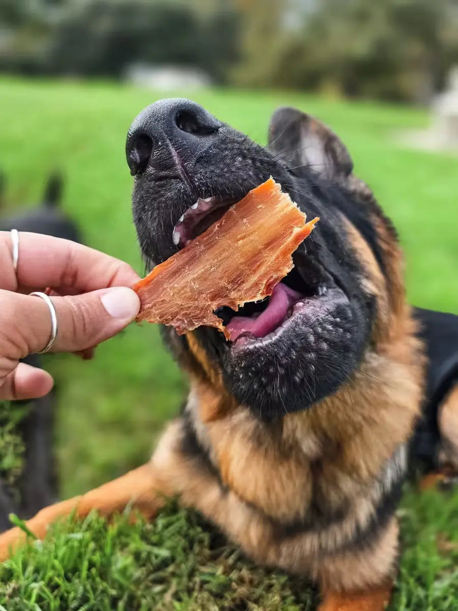 Dog Treat Sample Pack