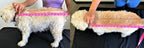 Dog Vest