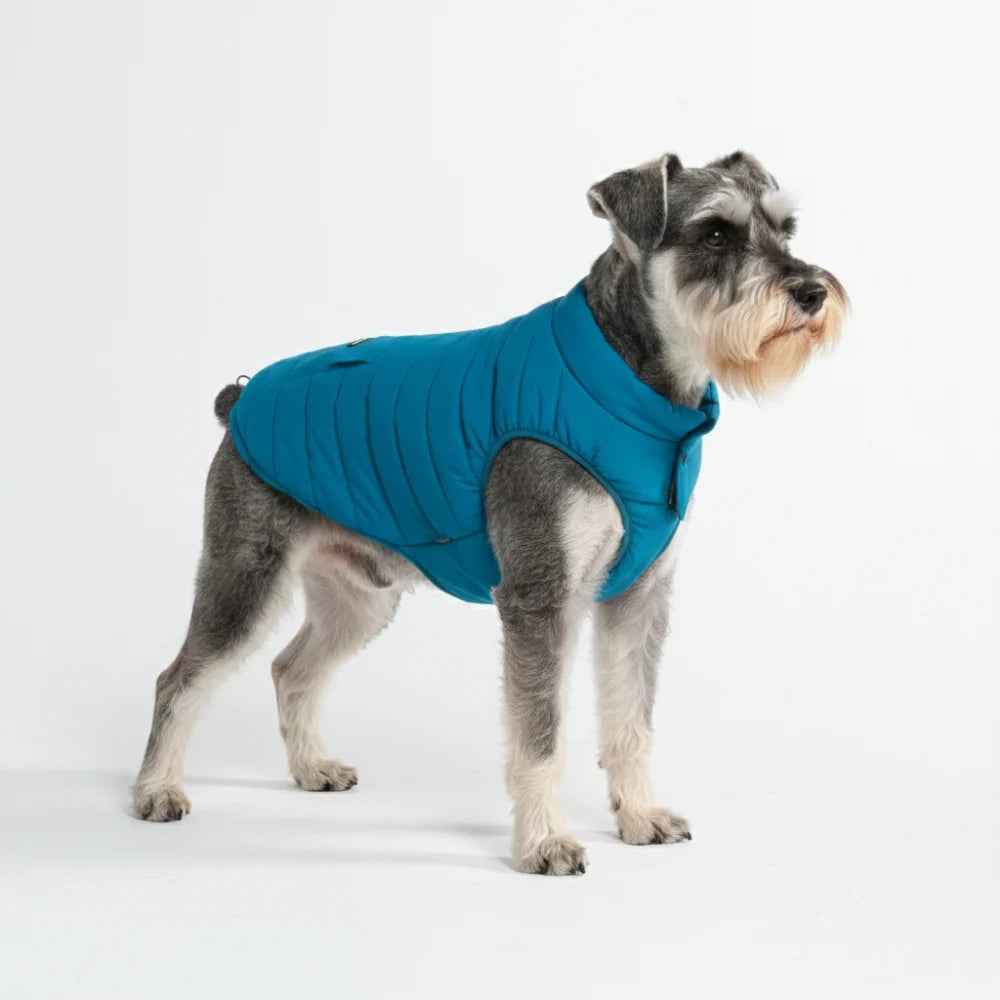 Dog Winter Jacket in Teal