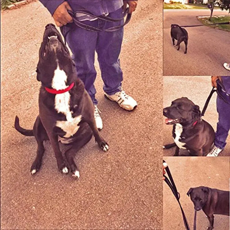 Double Handle Dog Leash