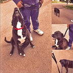 Double Handle Dog Leash
