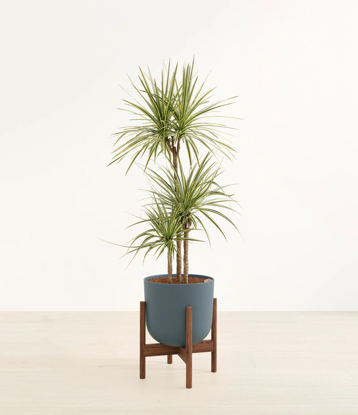 Dracaena Kiwi Plant with Arching Green and Cream Foliage for a Lively Tropical Accent in Your Home