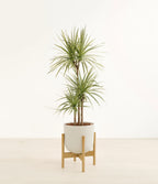 Dracaena Kiwi Plant with Arching Green and Cream Foliage for a Lively Tropical Accent in Your Home
