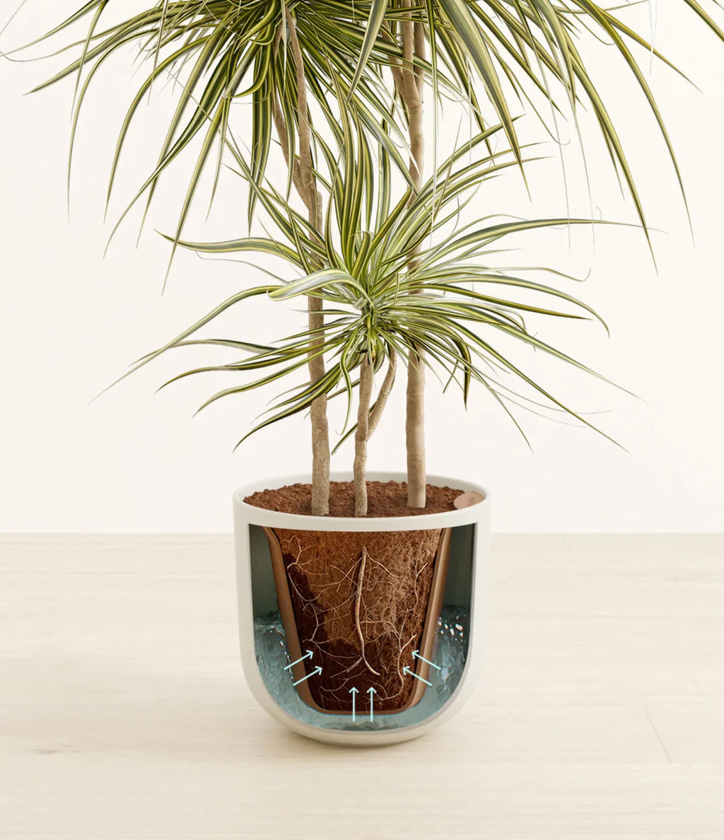 Dracaena Kiwi Plant with Arching Green and Cream Foliage for a Lively Tropical Accent in Your Home
