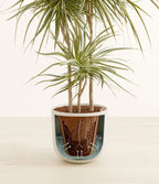 Dracaena Kiwi Plant with Arching Green and Cream Foliage for a Lively Tropical Accent in Your Home