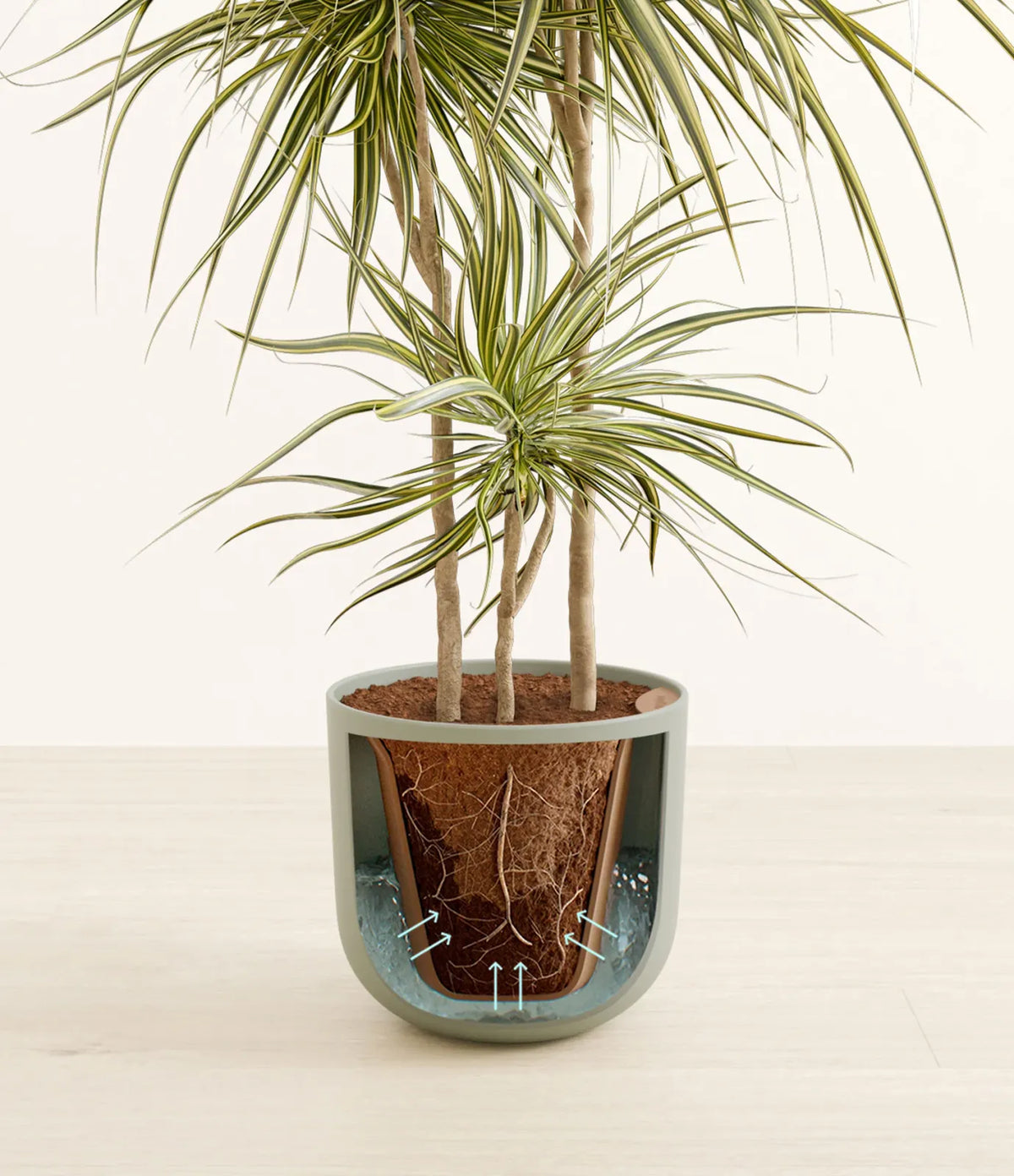 Dracaena Kiwi Plant with Arching Green and Cream Foliage for a Lively Tropical Accent in Your Home