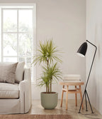 Dracaena Kiwi Plant with Arching Green and Cream Foliage for a Lively Tropical Accent in Your Home