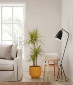 Dracaena Kiwi Plant with Arching Green and Cream Foliage for a Lively Tropical Accent in Your Home