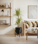 Dracaena Kiwi Plant with Arching Green and Cream Foliage for a Lively Tropical Accent in Your Home