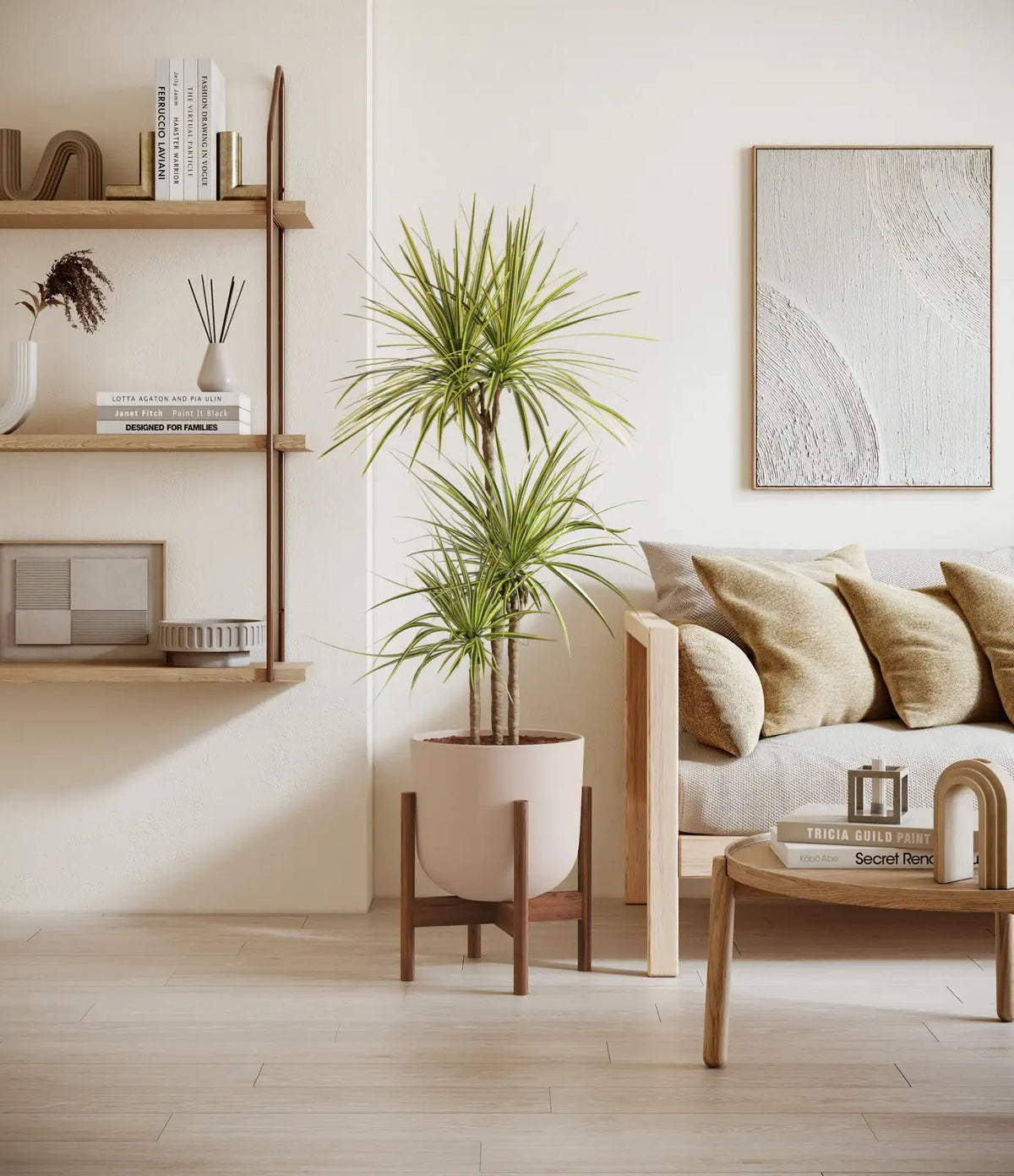 Dracaena Kiwi Plant with Arching Green and Cream Foliage for a Lively Tropical Accent in Your Home