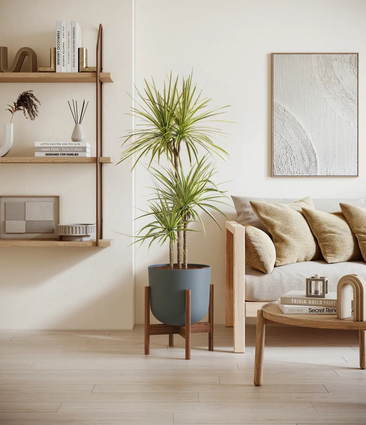 Dracaena Kiwi Plant with Arching Green and Cream Foliage for a Lively Tropical Accent in Your Home