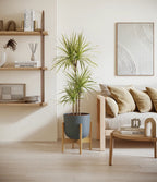 Dracaena Kiwi Plant with Arching Green and Cream Foliage for a Lively Tropical Accent in Your Home