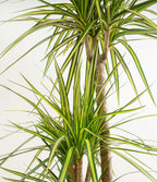 Dracaena Kiwi Plant with Arching Green and Cream Foliage for a Lively Tropical Accent in Your Home