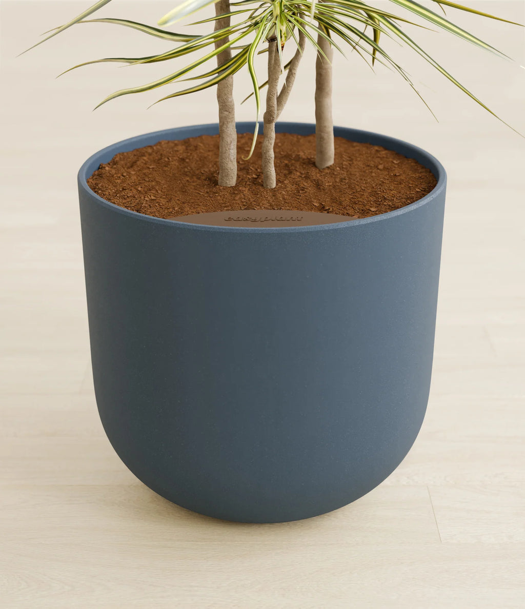 Dracaena Kiwi Plant with Arching Green and Cream Foliage for a Lively Tropical Accent in Your Home