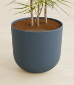 Dracaena Kiwi Plant with Arching Green and Cream Foliage for a Lively Tropical Accent in Your Home