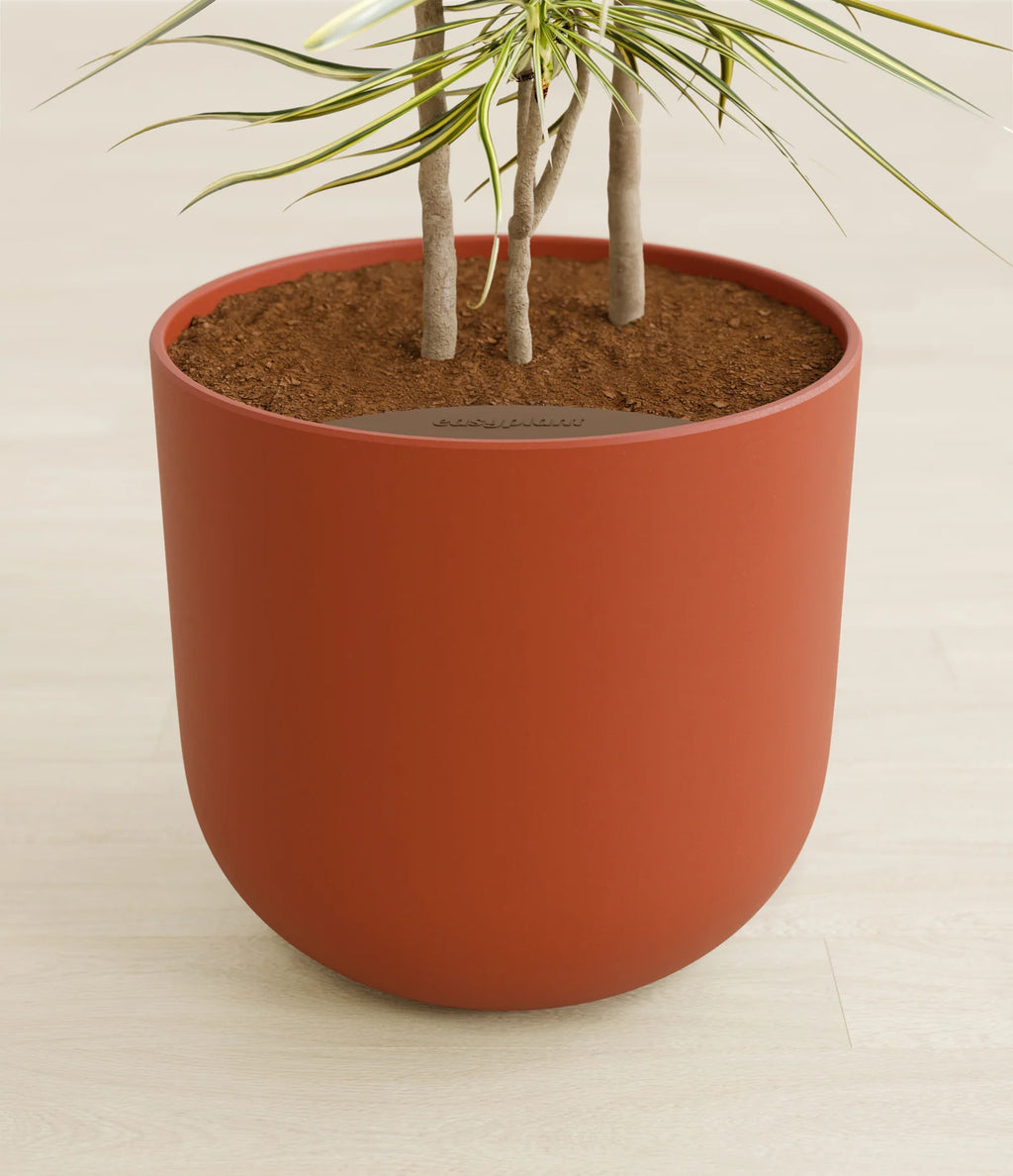 Dracaena Kiwi Plant with Arching Green and Cream Foliage for a Lively Tropical Accent in Your Home