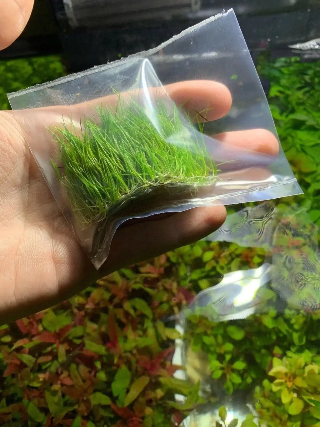Dwarf Hairgrass Live Aquarium Plant