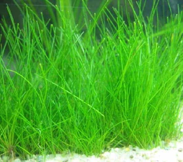 Dwarf Hairgrass Live Aquarium Plant