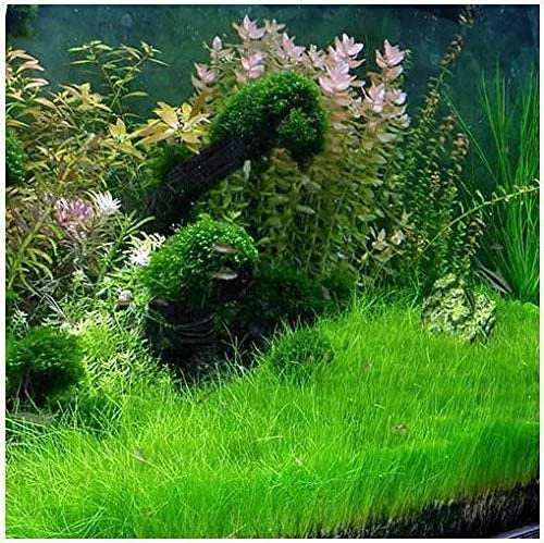 Dwarf Hairgrass Live Aquarium Plant