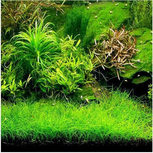 Dwarf Hairgrass Live Aquarium Plant