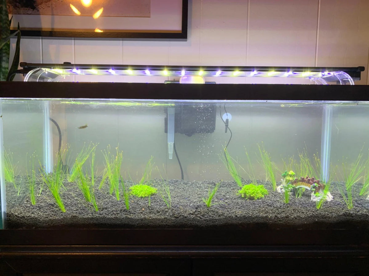 Dwarf Hairgrass Live Aquarium Plant