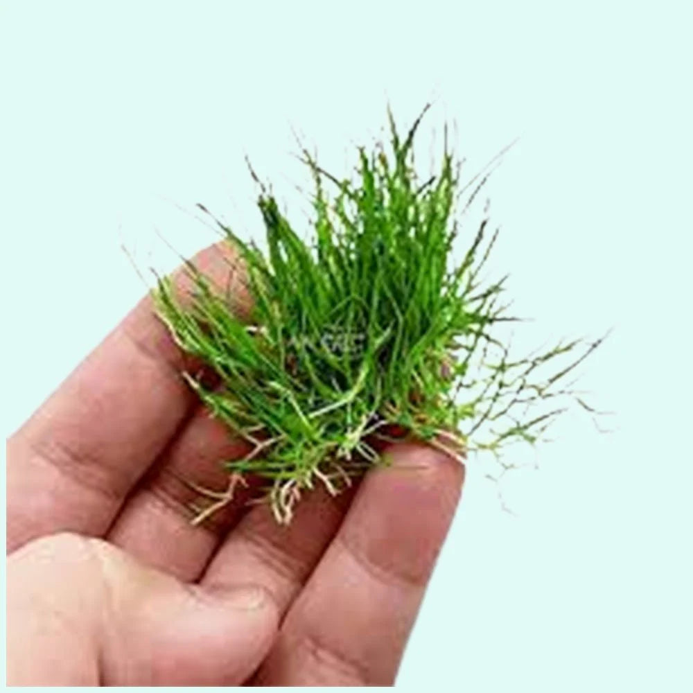 Dwarf Hairgrass Live Aquarium Plant