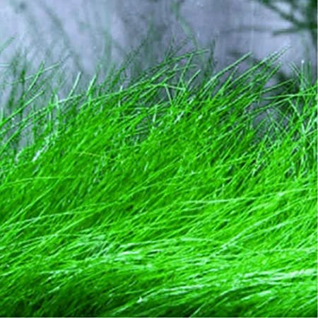 Dwarf Hairgrass Live Aquarium Plant